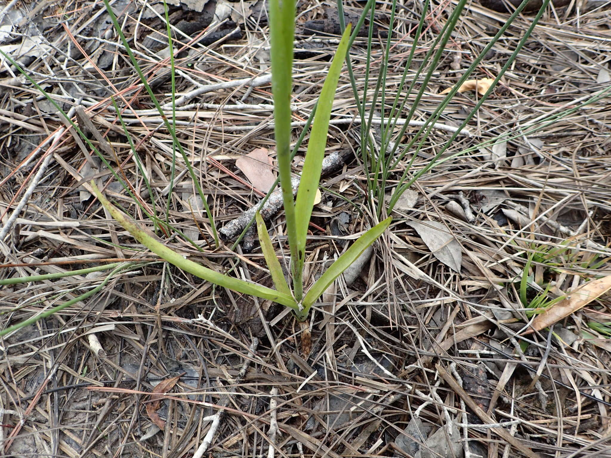 Spiranthes laciniata (Small) Ames resmi