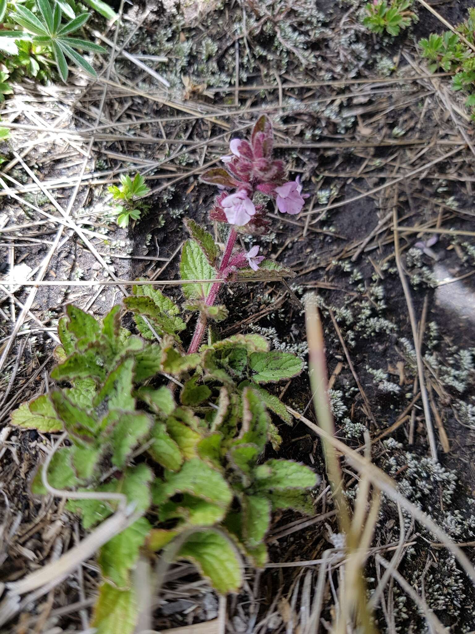 Stachys eriantha Benth.的圖片