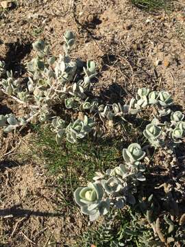 Image of beach saltbush