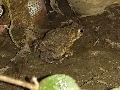 Image of Rhinella humboldti (Gallardo 1965)