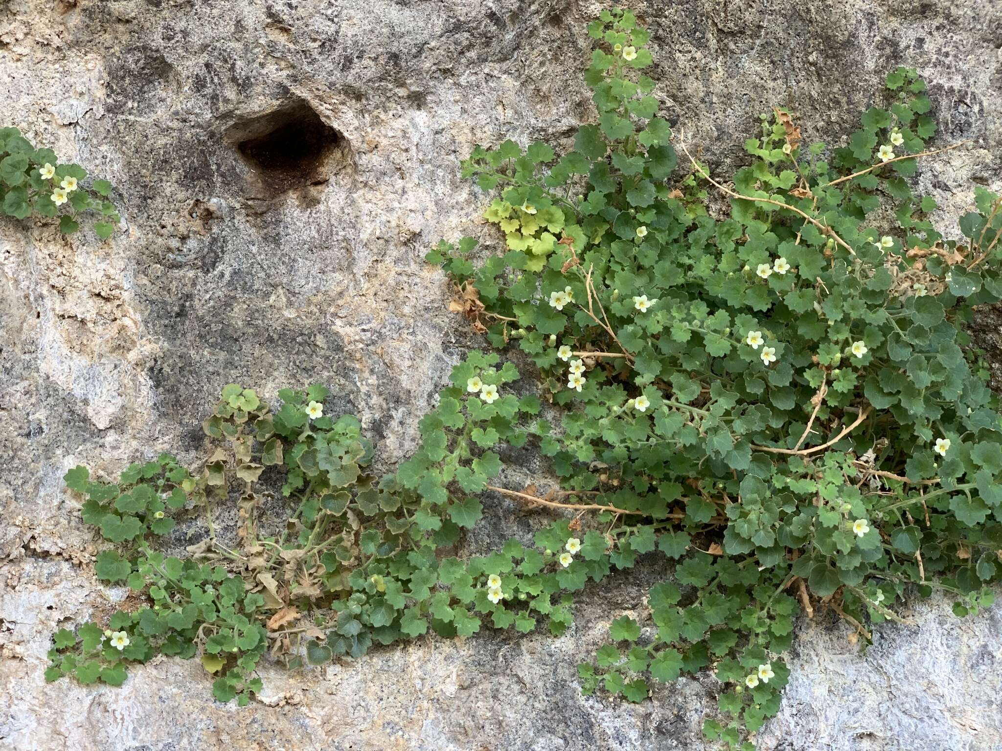 Plancia ëd Mabrya acerifolia (Pennell) W. J. Elisens