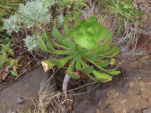 Image of Aeonium urbicum (Chr. Sm. ex Hornem.) Webb & Berth.