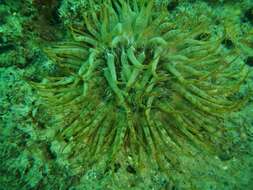 Image of glassrose anemone