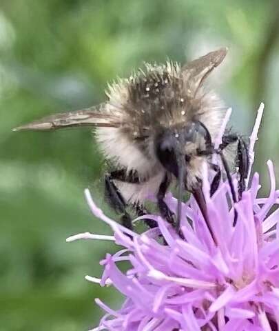 Image of <i>Bombus pascuorum mniorum</i> Fabricius 1776