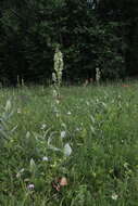 Image of Veratrum dahuricum (Turcz.) O. Loes.