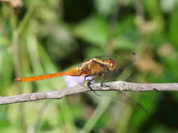 Image of Orthetrum villosovittatum (Brauer 1868)