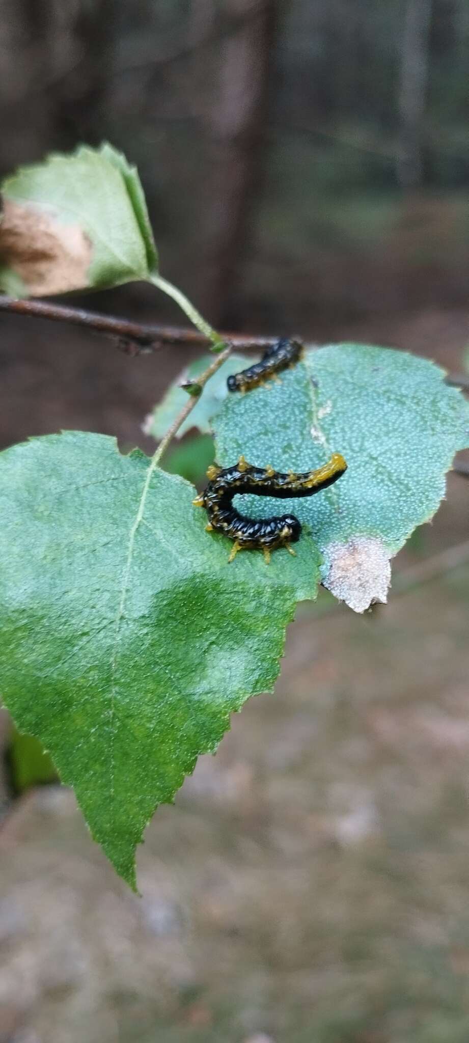 Imagem de <i>Nematus latipes</i>