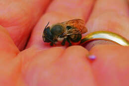 Image of Small-handed Leaf-cutter Bee