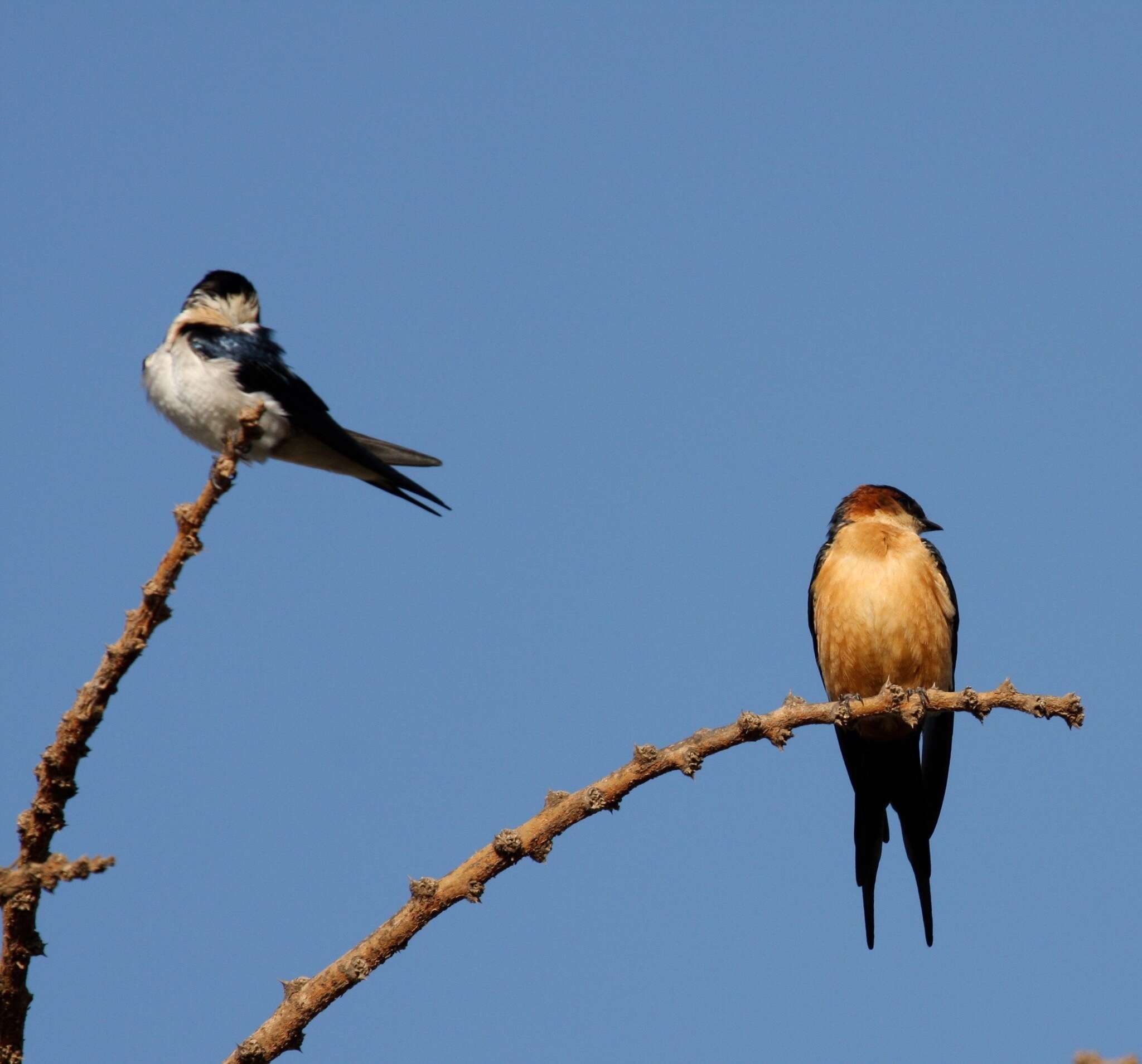 Image of Mosque Swallow