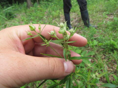 Image of Pycnanthemum torreyi Benth.