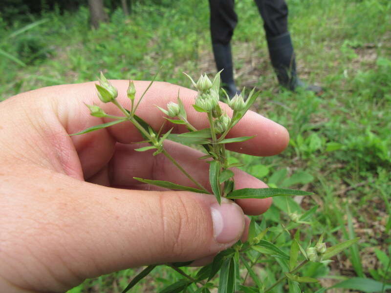 Image de Pycnanthemum torreyi Benth.