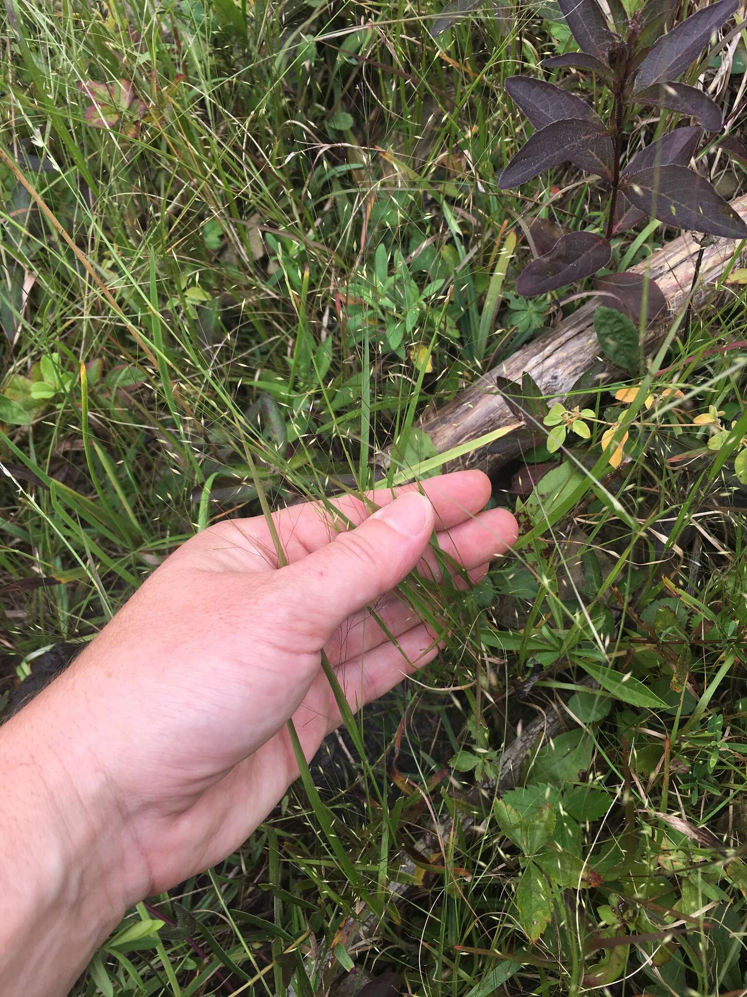 Image of wiry panicgrass