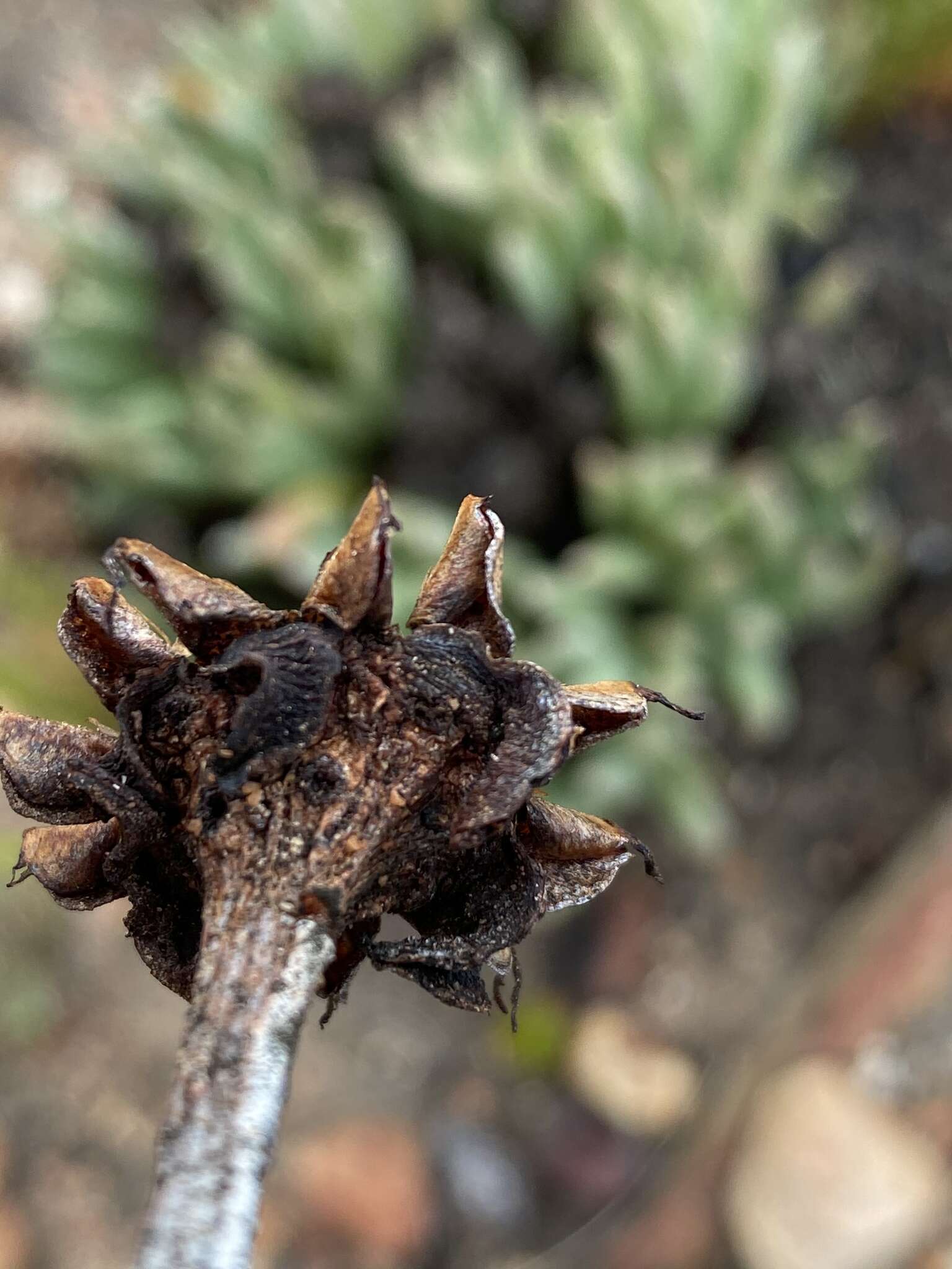 Image of Machairophyllum albidum (L.) Schwant.