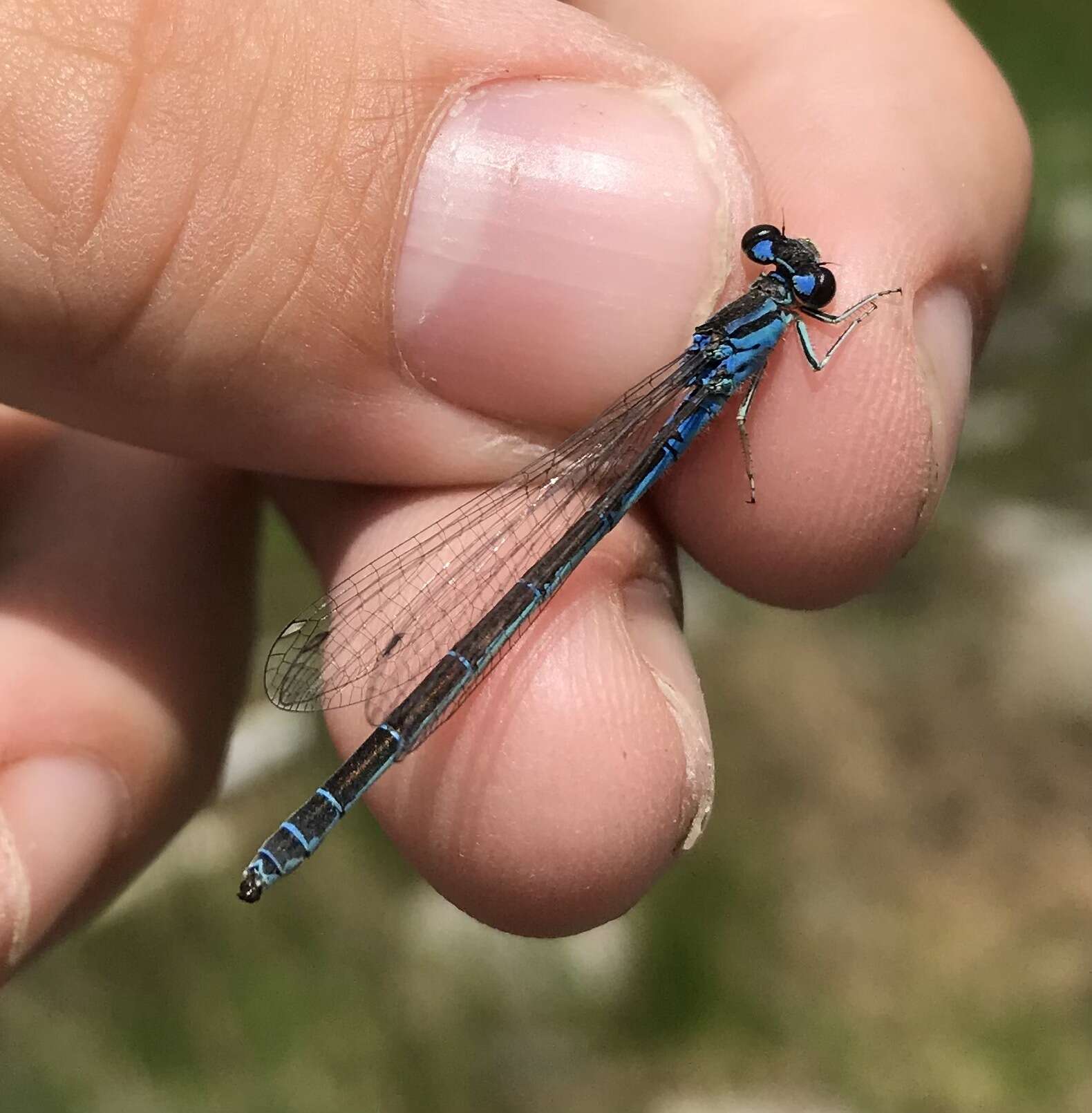 Image of Ornate Bluet