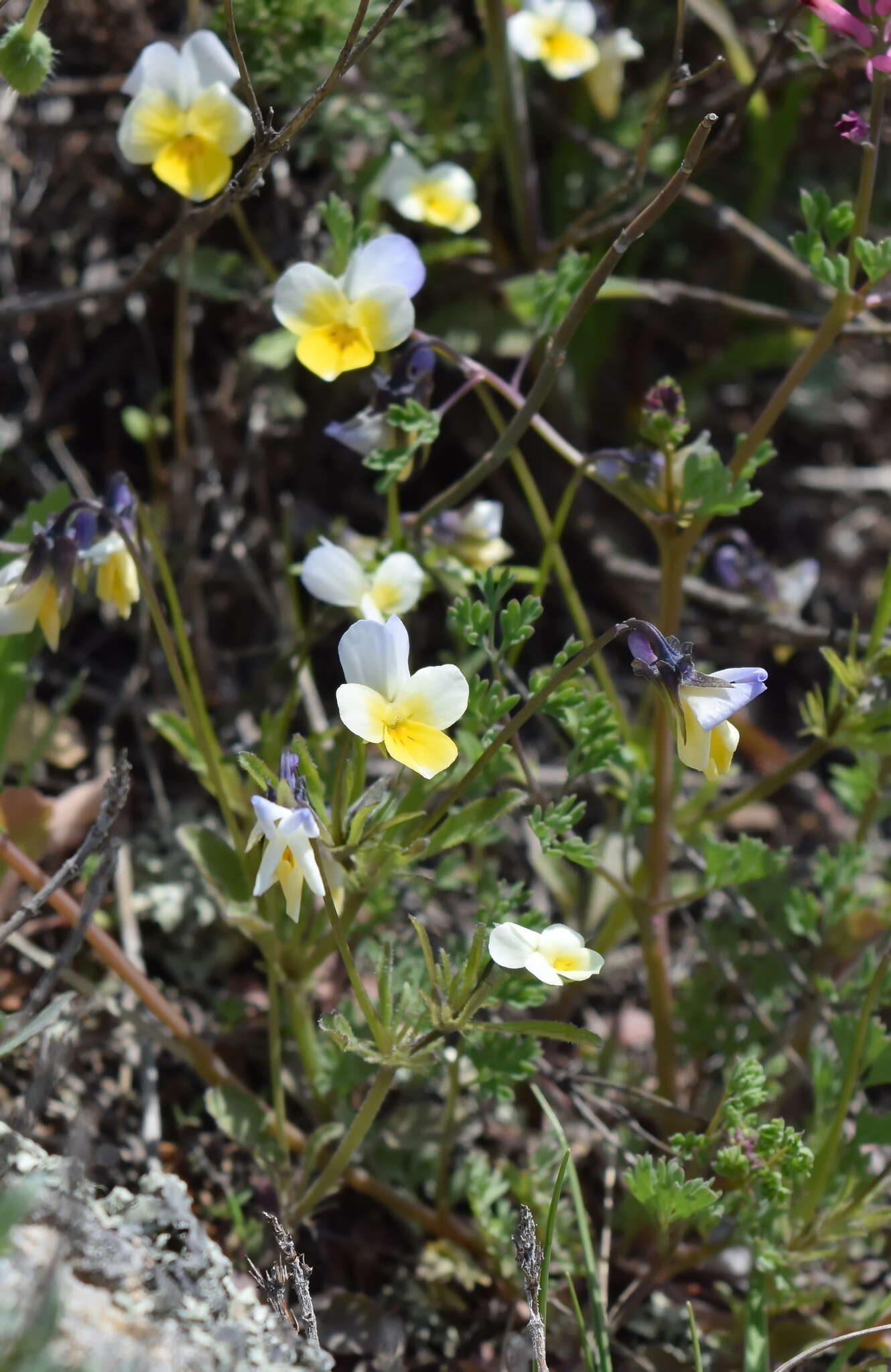 Слика од Viola hymettia Boiss. & Heldr.