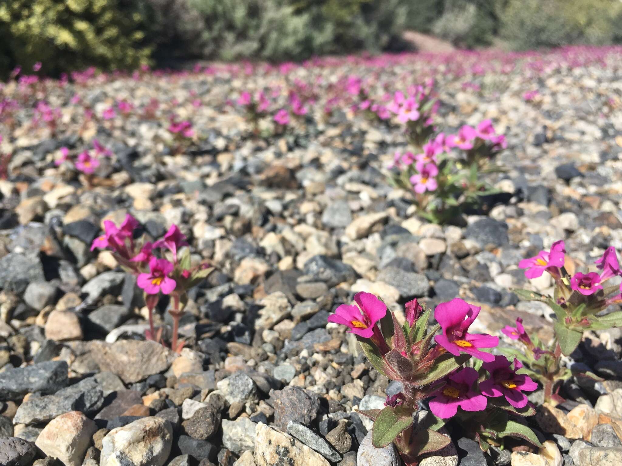 Image of red monkeyflower