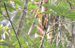 Image of Cream-colored Woodpecker