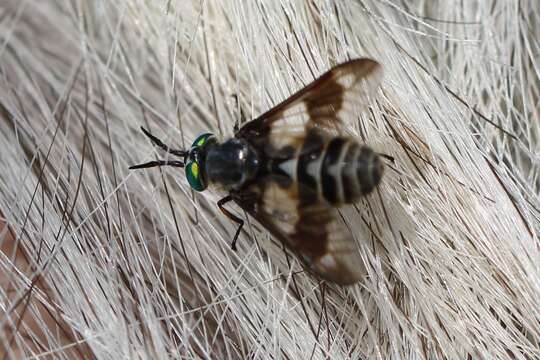 Image of Horse-fly