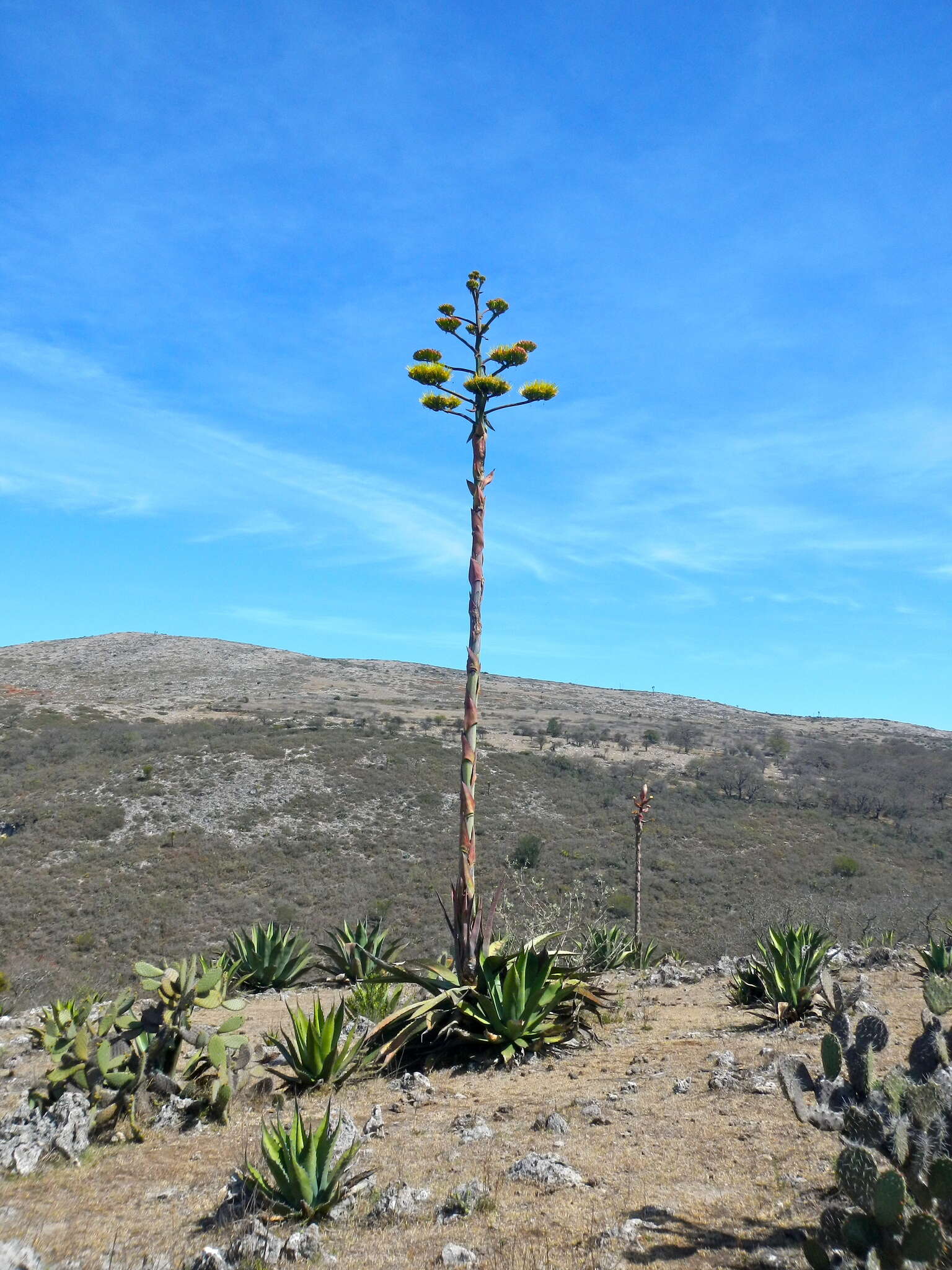 Слика од Agave salmiana subsp. crassispina (Trel.) Gentry