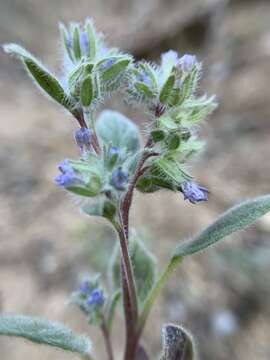 Image of Nine Mile Canyon phacelia