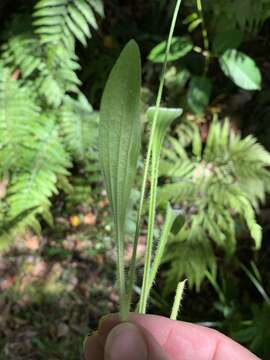 Image of weak plantain