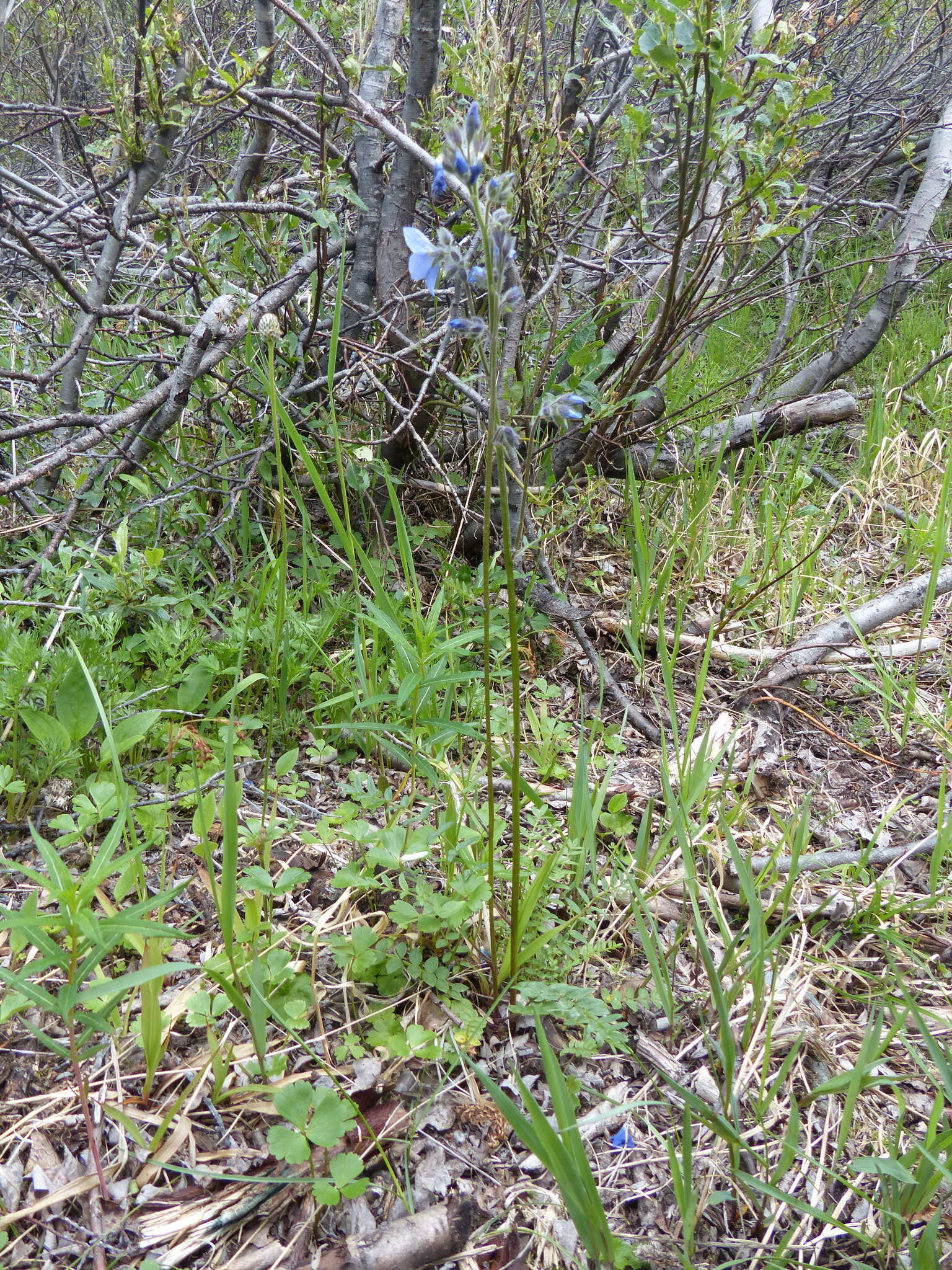 Слика од Polemonium acutiflorum Willd. ex Roem. & Schult.