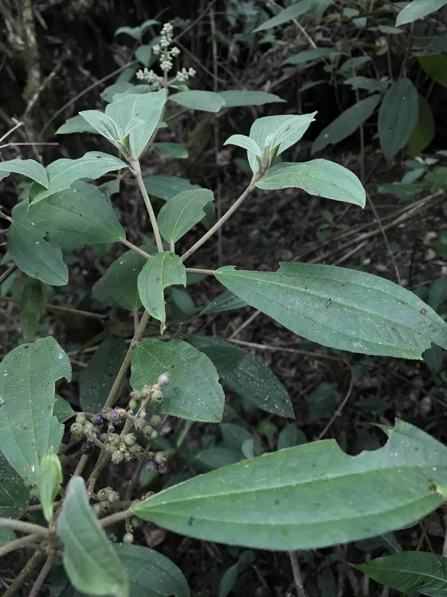 Image of Miconia cataractae Triana