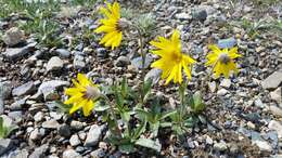 Image de Arnica griscomii subsp. frigida (Iljin) S. J. Wolf