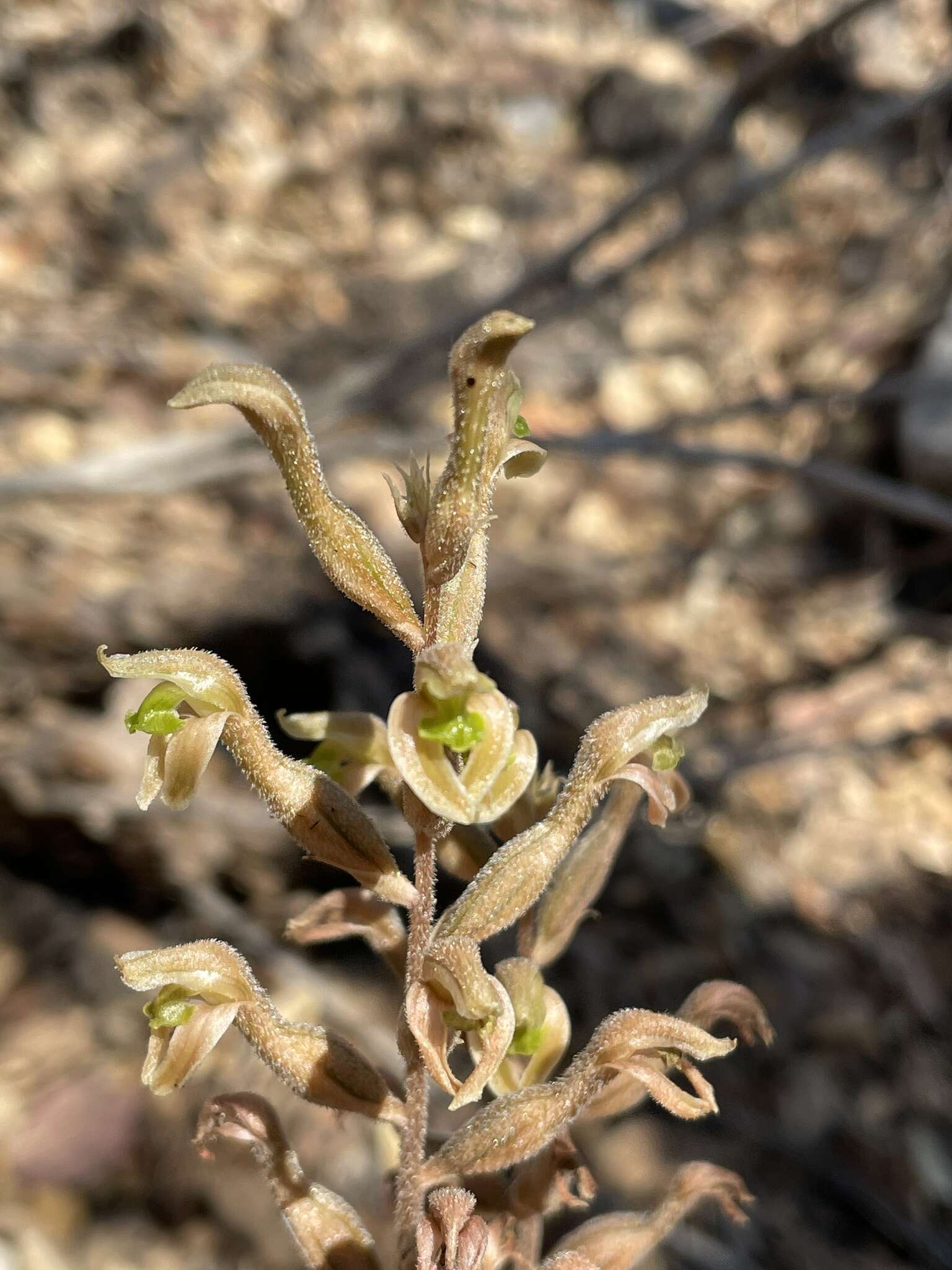 Sarcoglottis assurgens (Rchb. fil.) Schltr. resmi