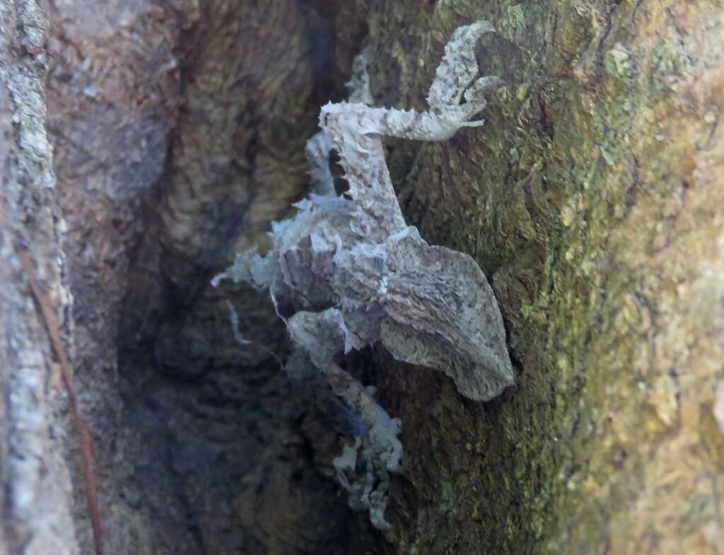Image of Southern Leaf-tailed Gecko