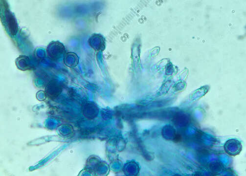 Imagem de Microascus brevicaulis S. P. Abbott 1998