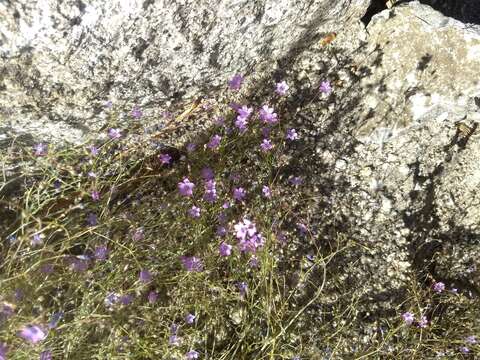 Image of volcanic gilia