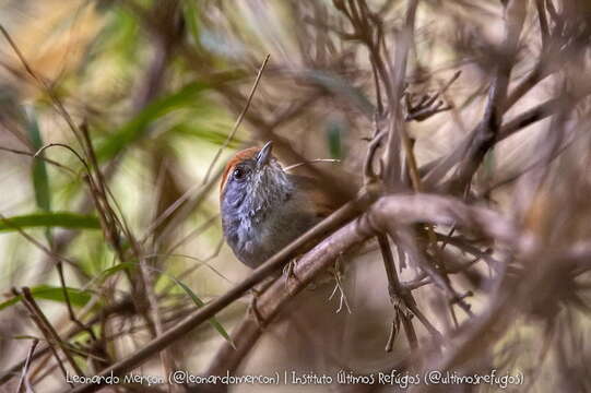 Image of Rufous-capped Spinetail