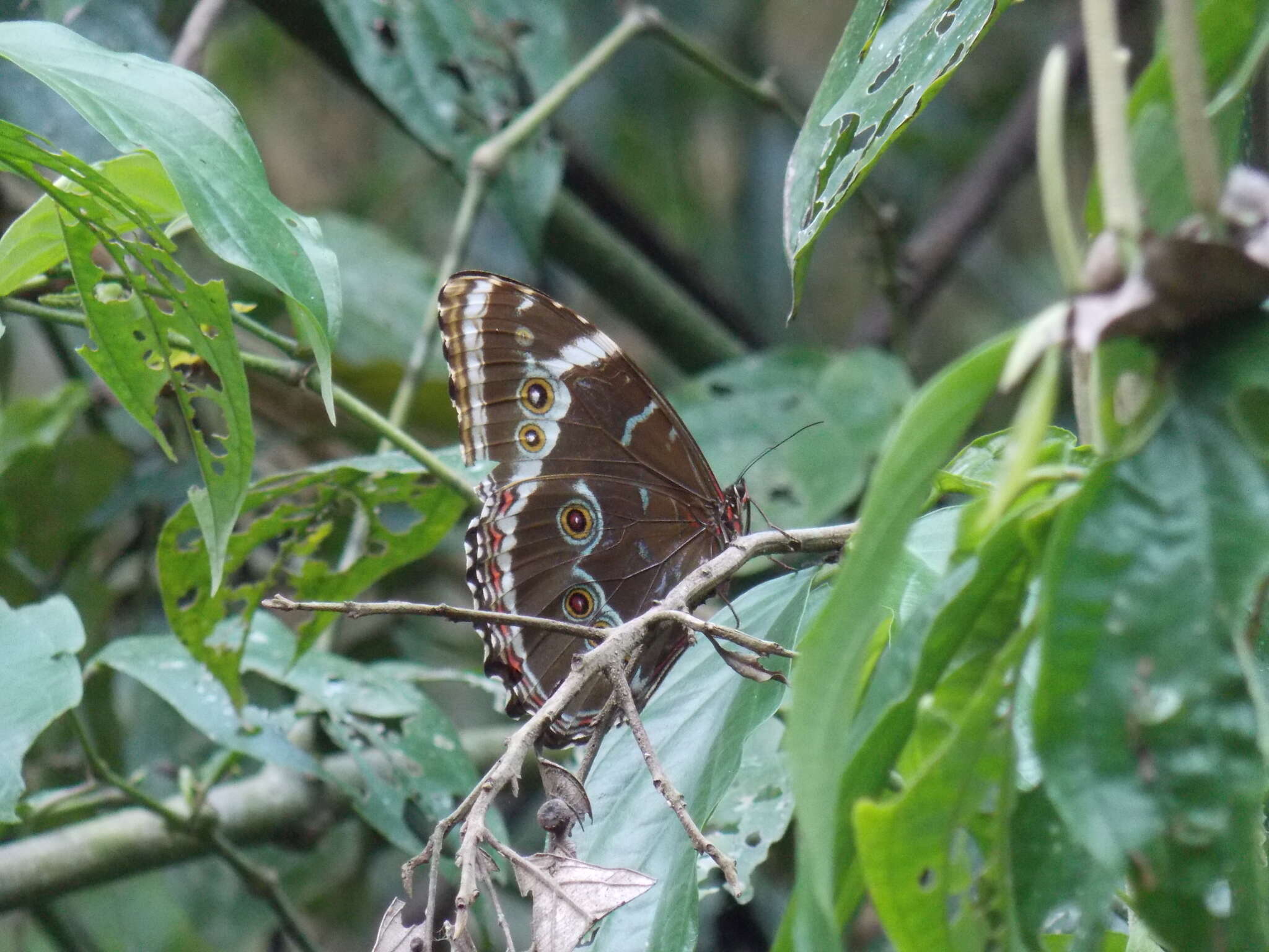 Morpho helenor achillides的圖片