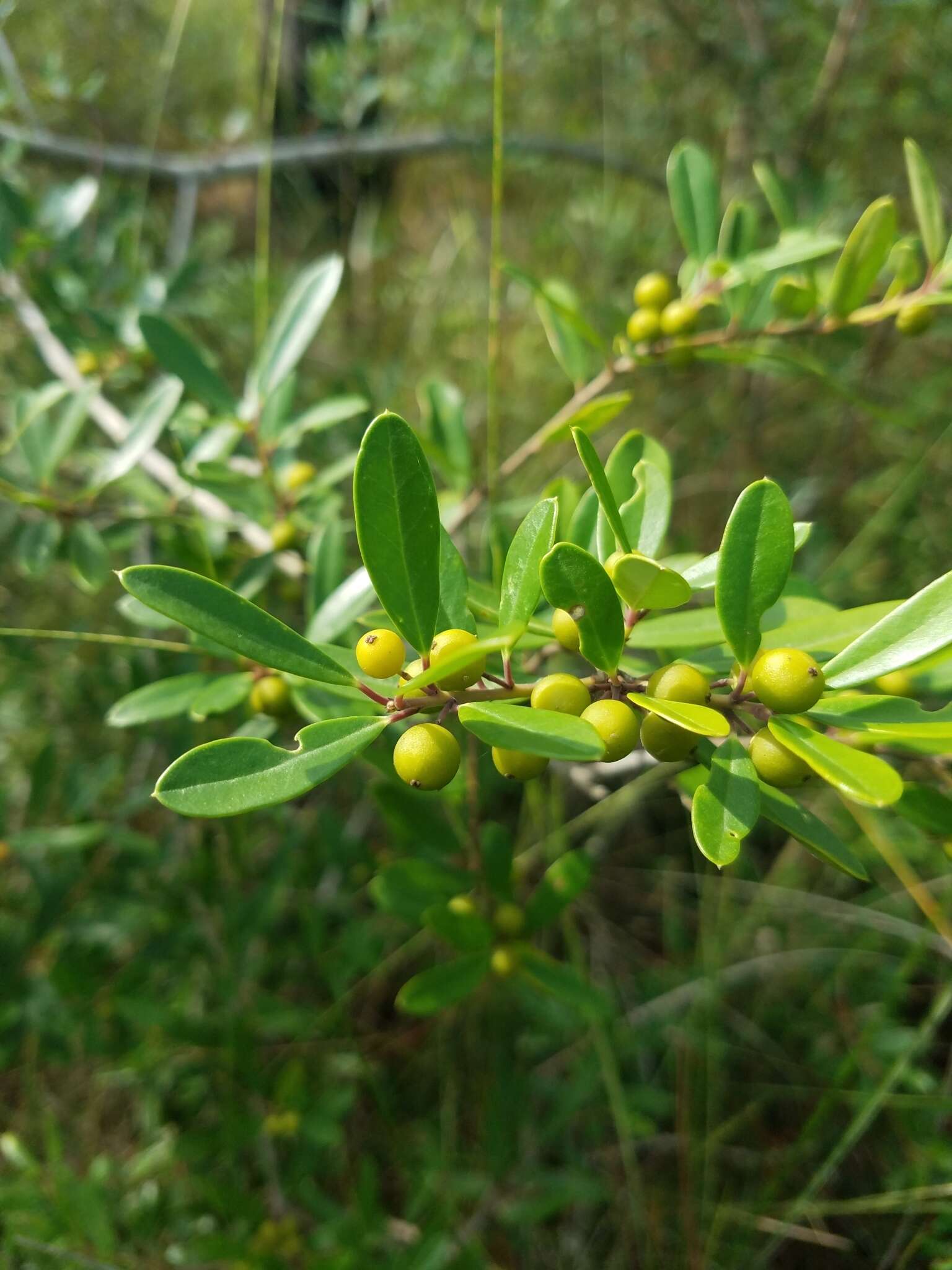 Слика од Ilex myrtifolia Lam.