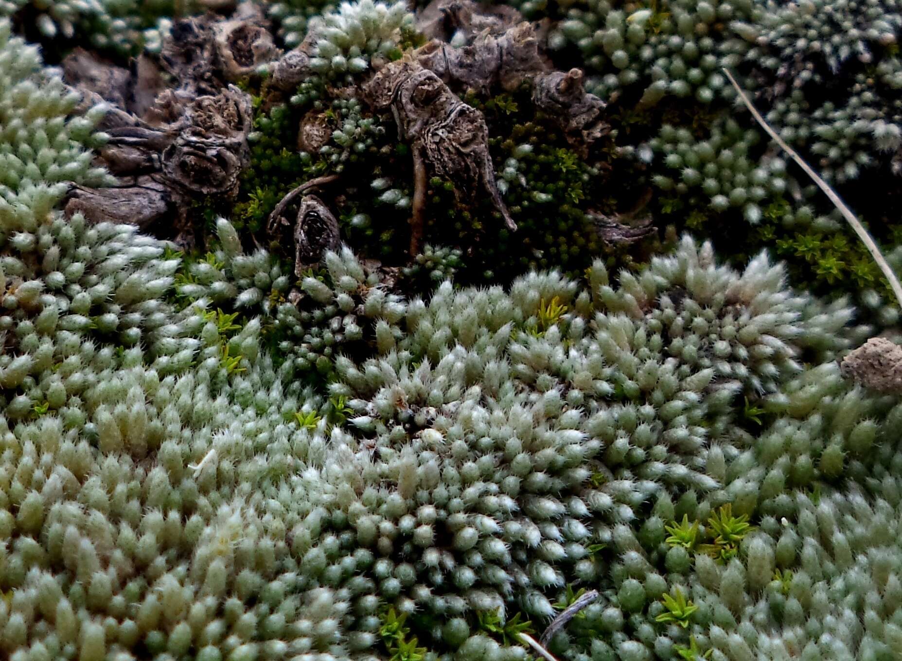 Image of silvergreen bryum moss