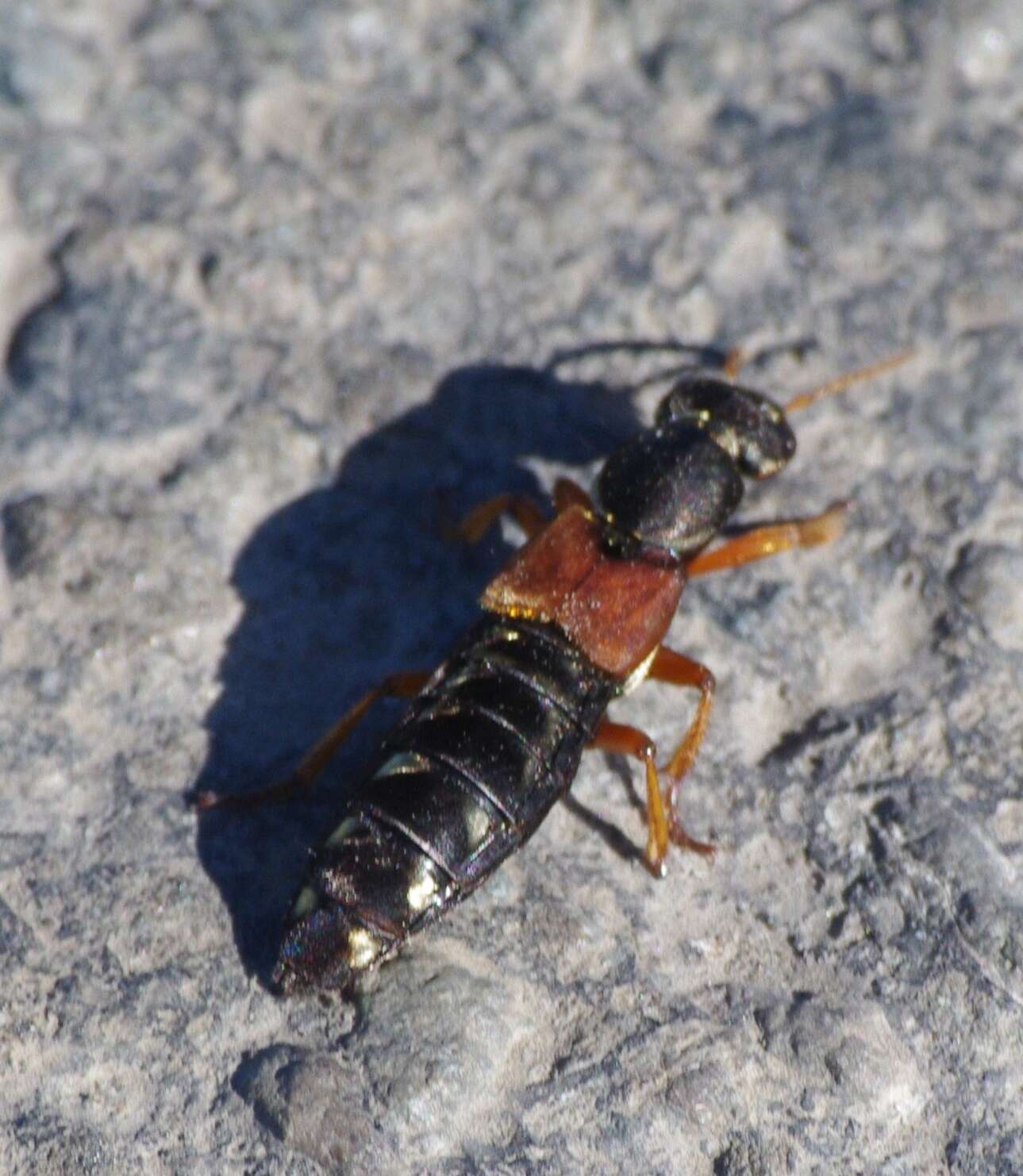 Image of Imperial rove beetle