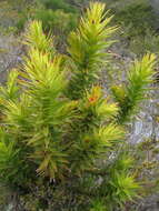 Image of Andersonia axilliflora (Stschegl.) Druce