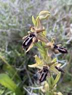 Image of Ophrys cretica subsp. cretica