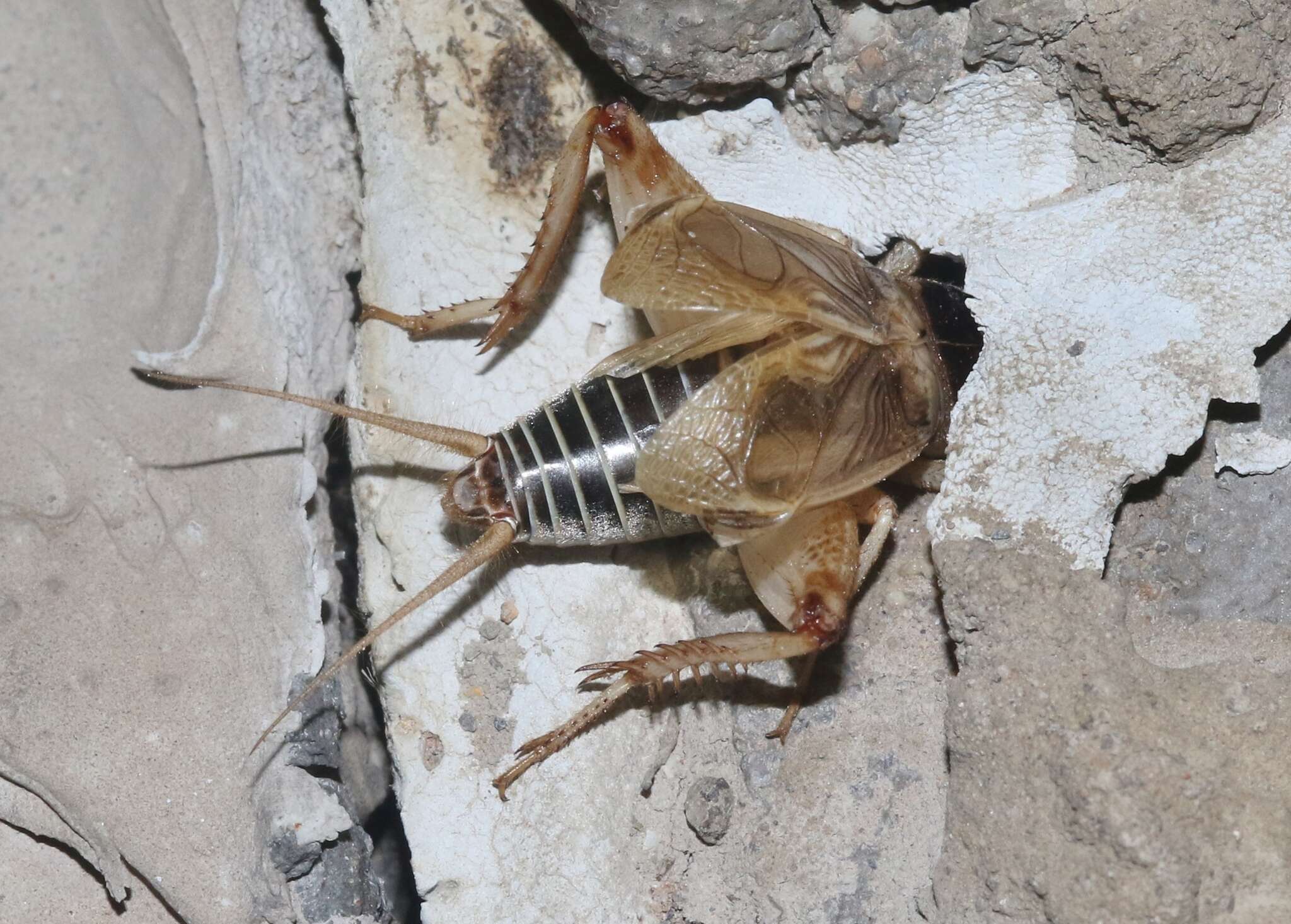 Image of Badlands Cricket