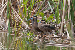 Image of Blue-billed Teal