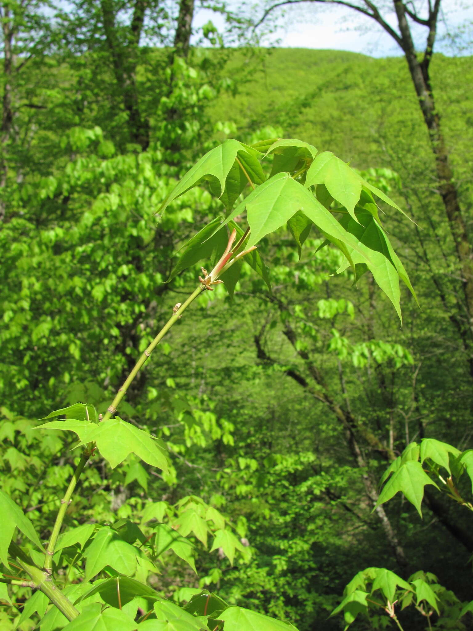 Plancia ëd Acer cappadocicum subsp. cappadocicum