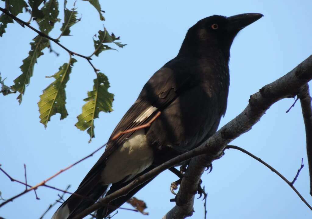 Imagem de Strepera graculina graculina (Shaw 1790)