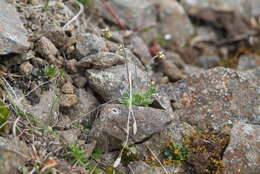 Image of Canadian arctic draba