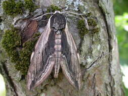 Image of privet hawk-moth