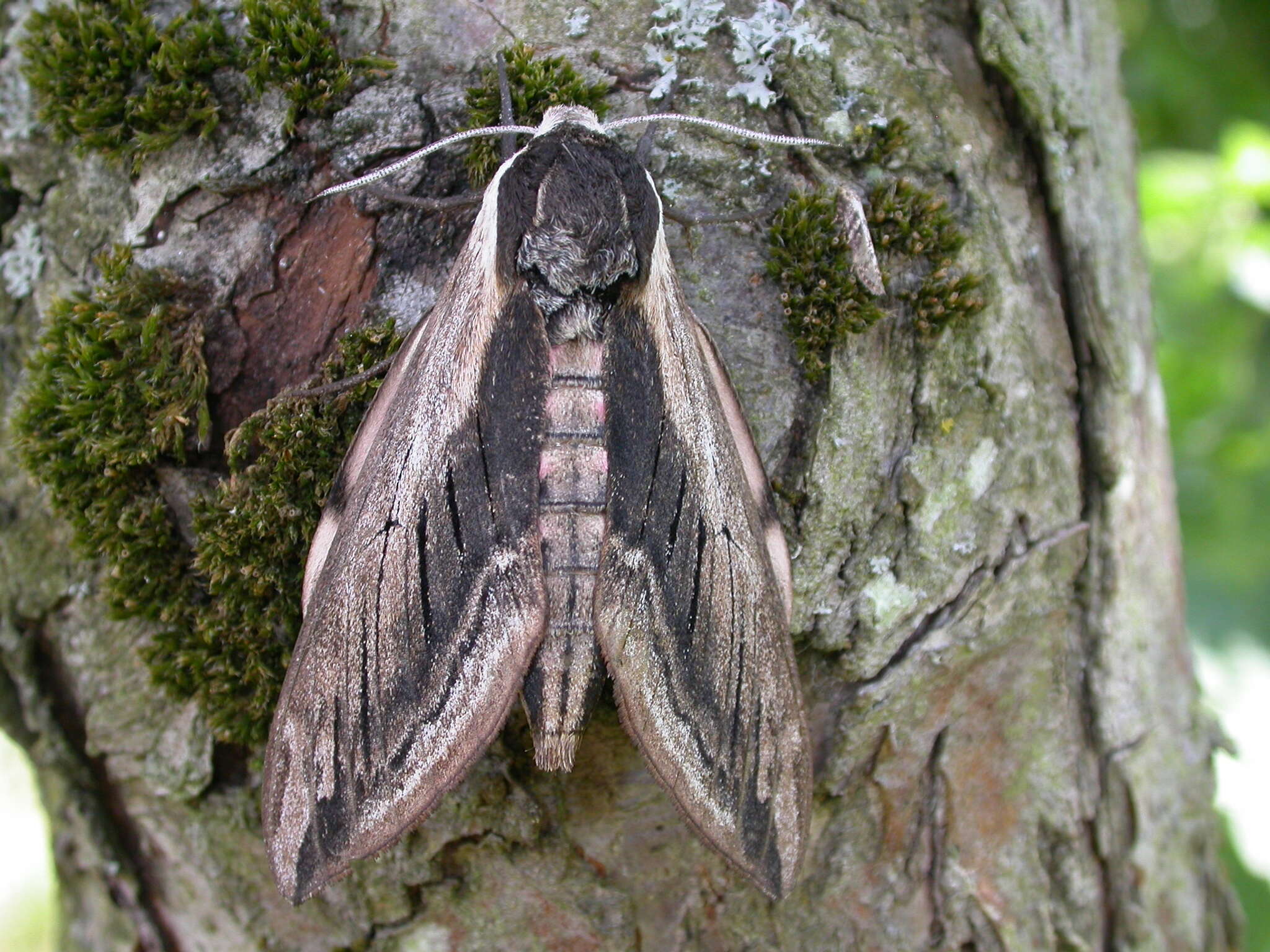 Image of privet hawk-moth