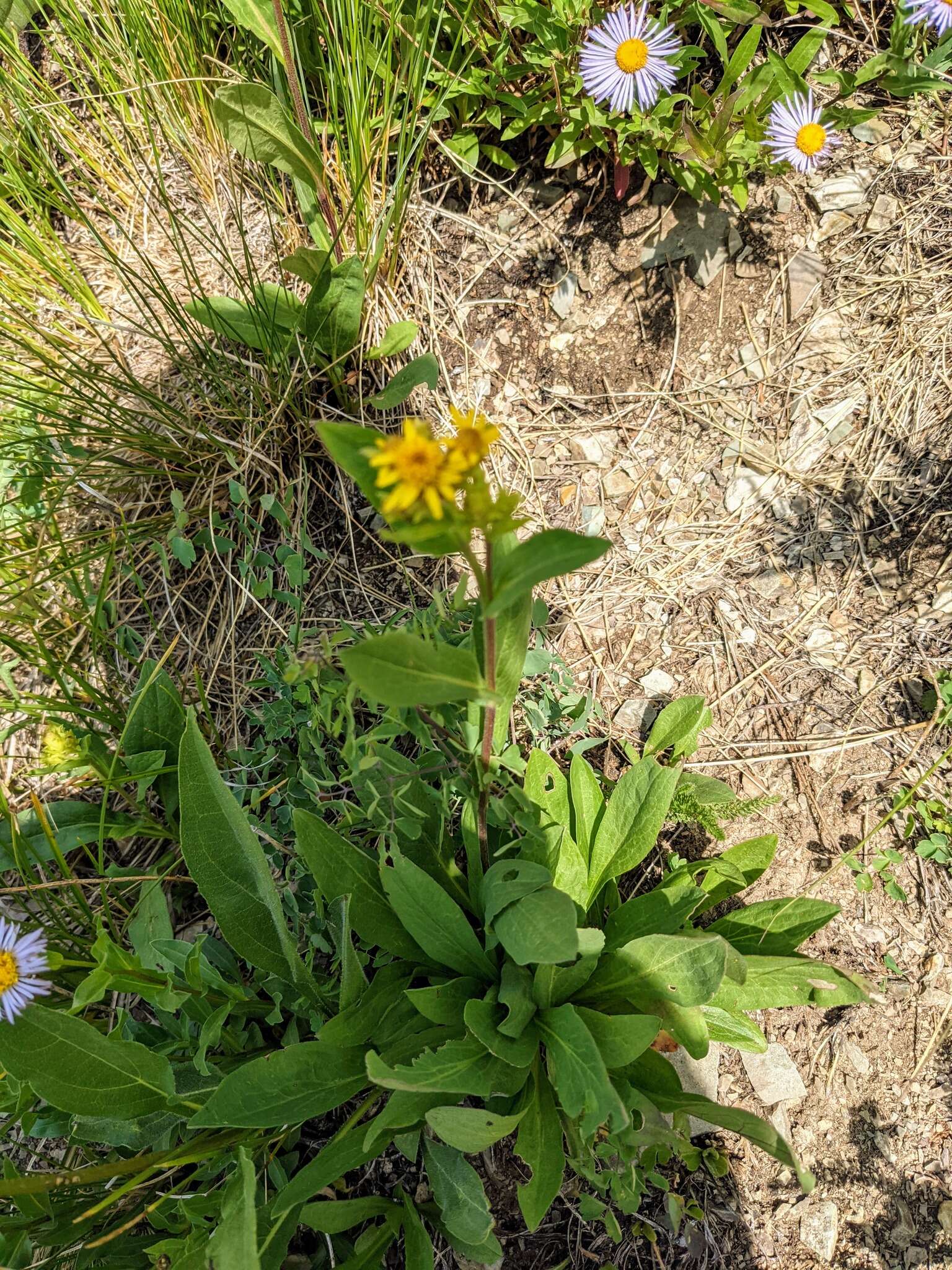 Image of Parry's goldenrod