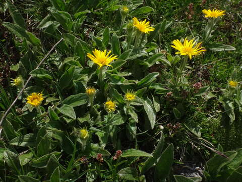 Imagem de Doronicum clusii (All.) Tausch