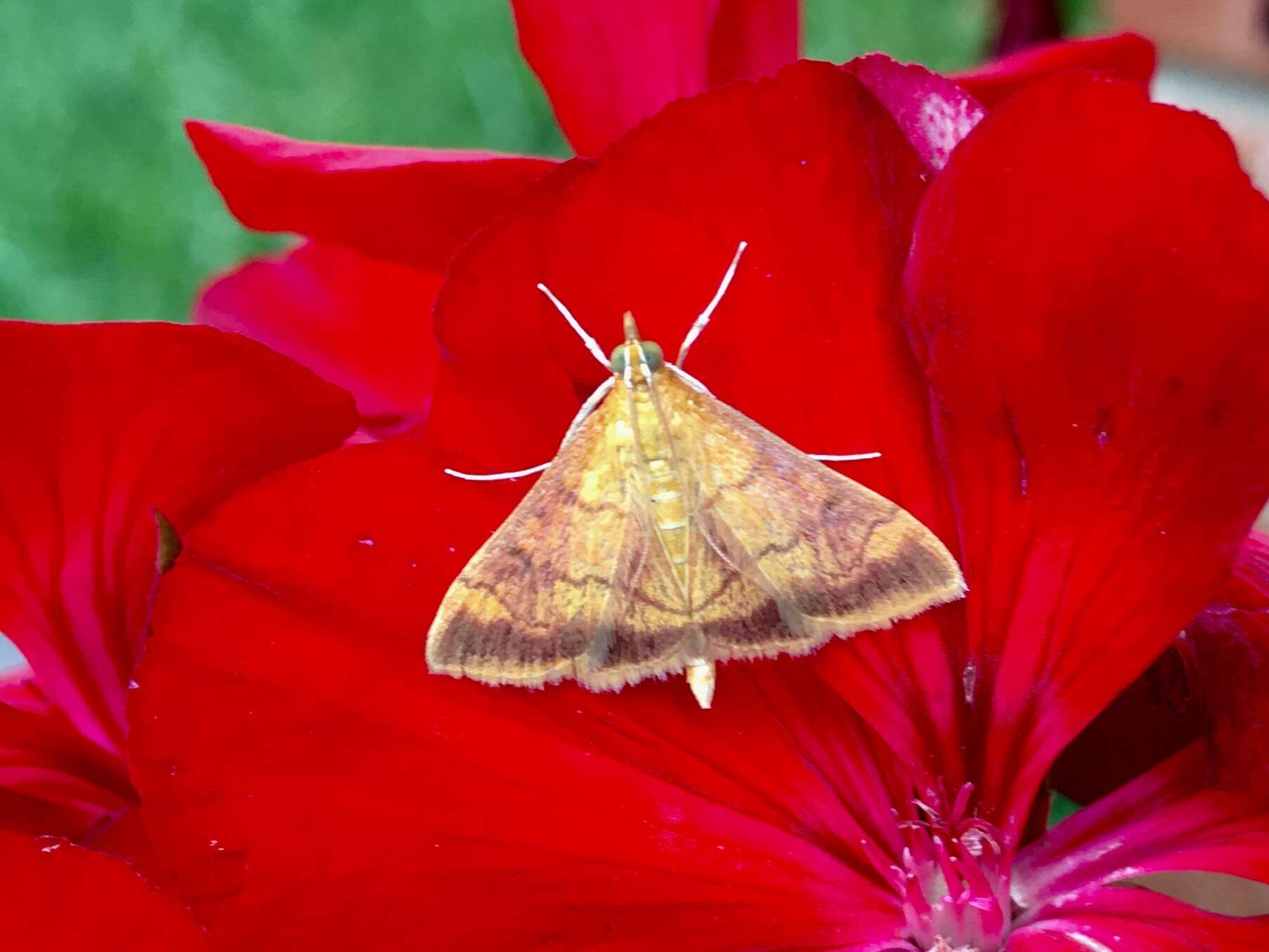 Image of Pyrausta onythesalis Walker 1859