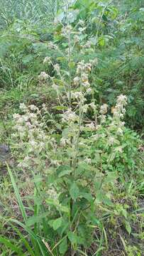 Image of Blumea oblongifolia Kitam.